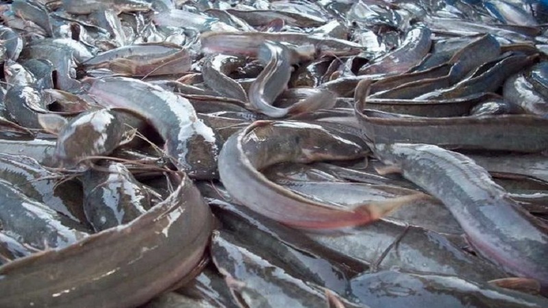 Empowering Women Through Aquaculture: 100 Women Trained in Fish Farming in Kwara