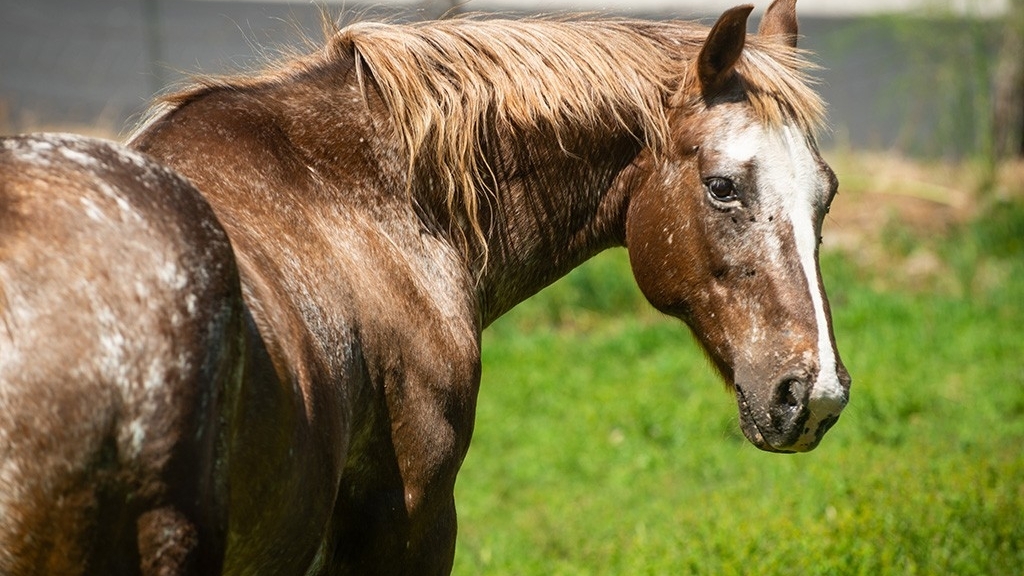 Outbreak of African Horse Sickness (AHS) in Abuja, FCT: Urgent Measures for Control and&nbsp;Prevention