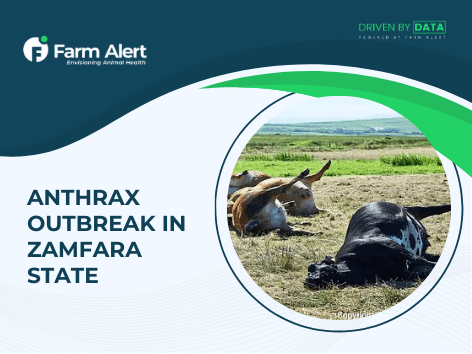 Federal Ministry of Livestock Development Confirms Anthrax Outbreak in Zamfara&nbsp;State