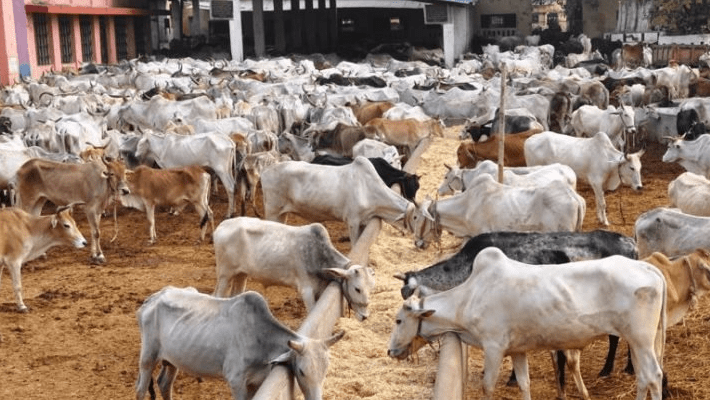 NAMCON to Establish Ranches in All 774 LGAs to End Farmer-Herder Clashes