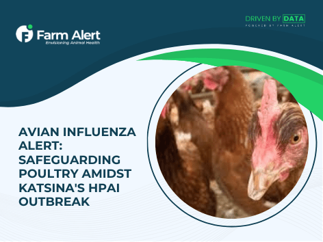 Avian Influenza Outbreak in Katsina: What You Need to&nbsp;Know