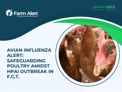 Avian Influenza Outbreak in FCT: What You Need to&nbsp;Know