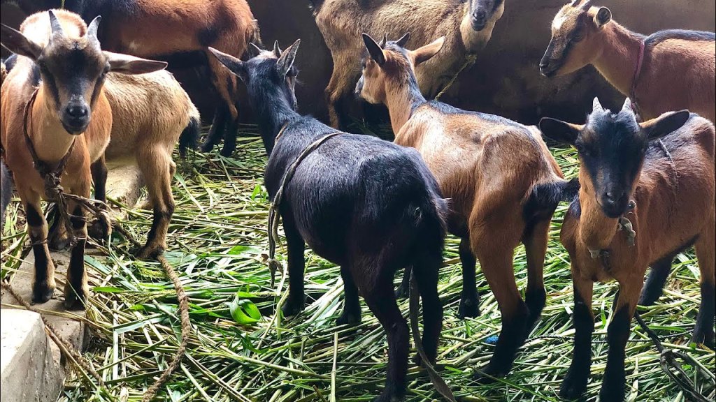 Jigawa Government Empowers 88 Women with Goat Rearing&nbsp;Initiative