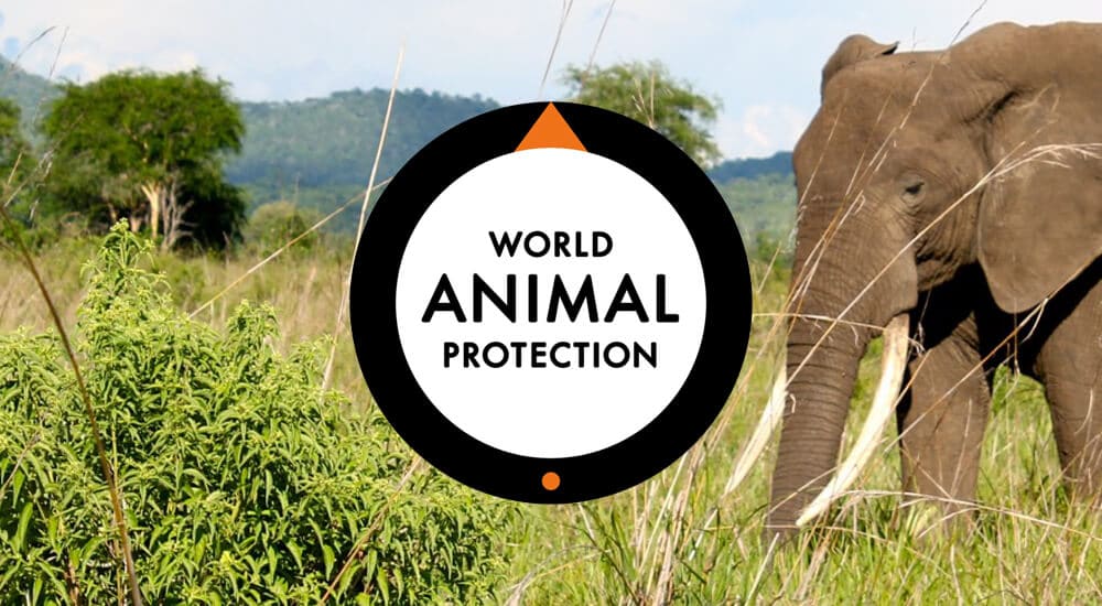 World Animal Protection Calls for Immediate Action to Safeguard Africa’s&nbsp;Wildlife
