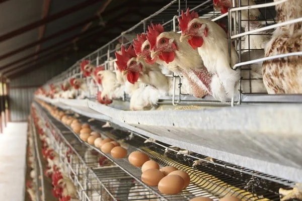 FG Flags Off 6-Month Free Poultry Farming Training for Plateau&nbsp;Youths