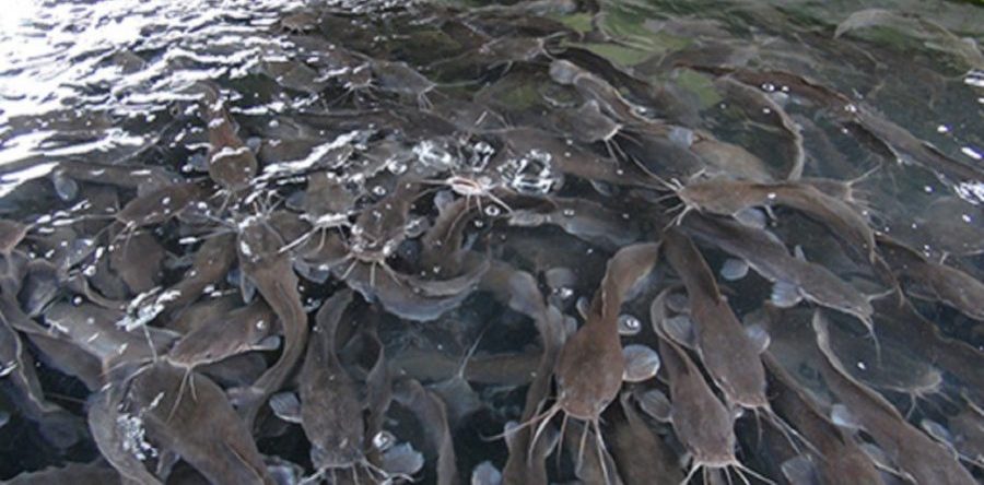 FG and FAO Launch N200 Million Aquaculture Initiative to Boost Local Fish Production in Nigeria