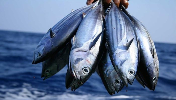 Federal Government Targets Boost in Local Fish Production to Curb Import&nbsp;Dependence