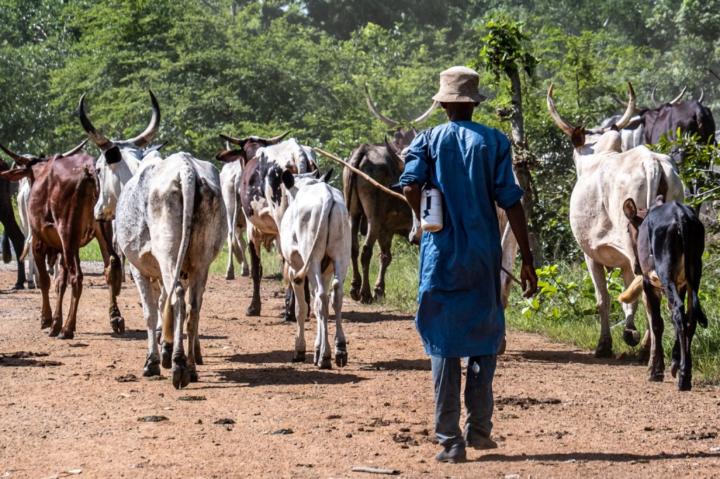 Banditry Strikes Rijau: Over 1,000 Cattle Stolen, Farmers Displaced in Niger&nbsp;State