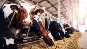 Beyond Policies: Hidden Social Forces Reshaping Nigeria’s Livestock&nbsp;Development