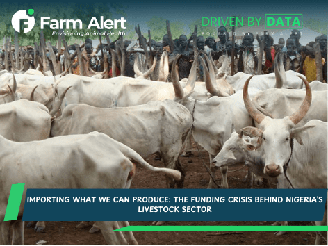 Importing What We Can Produce: The Funding Crisis Behind Nigeria’s Livestock&nbsp;Sector