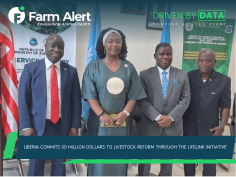 Liberia Commits 30 Million Dollars to Livestock Reform Through the LIFELINK Initiative