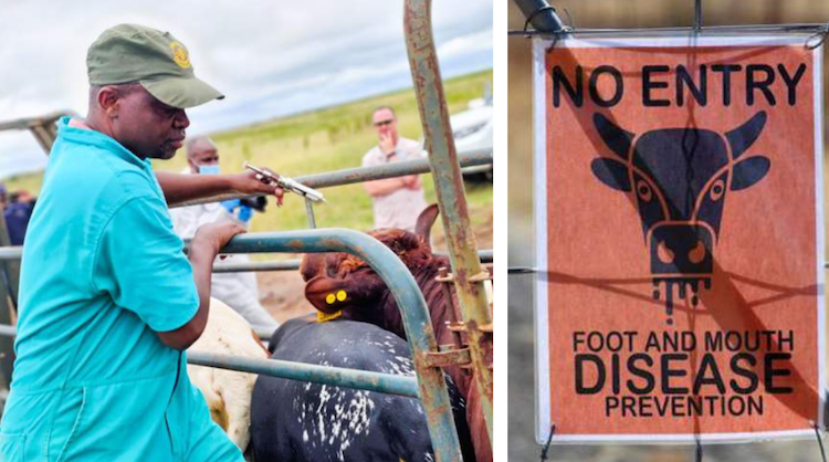 FMD in South Africa: Over 2 Million Animals Vaccinated as Outbreaks Intensify Across&nbsp;Provinces