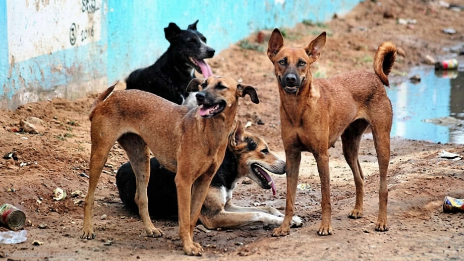 FCT Rabies Outbreak Prompts Mass Vaccination Drive After Two Human Deaths