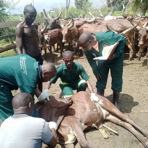 Uganda Lifts FMD Quarantine, But Vaccination Becomes the Price of Market Access