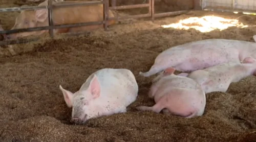 KSh2.9 Million Gone in 72 Hours: What Kenya’s ASF Outbreak Reveals About the Cost of Livestock Disease