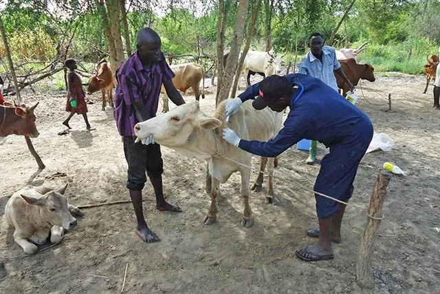 Zambia Vaccinates More Than 8,000 Animals as Anthrax Threat Expands in Muchinga