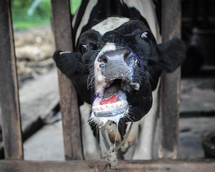 Nigeria’s Foot-and-Mouth Disease Burden Has Shifted North-West, New Study Finds