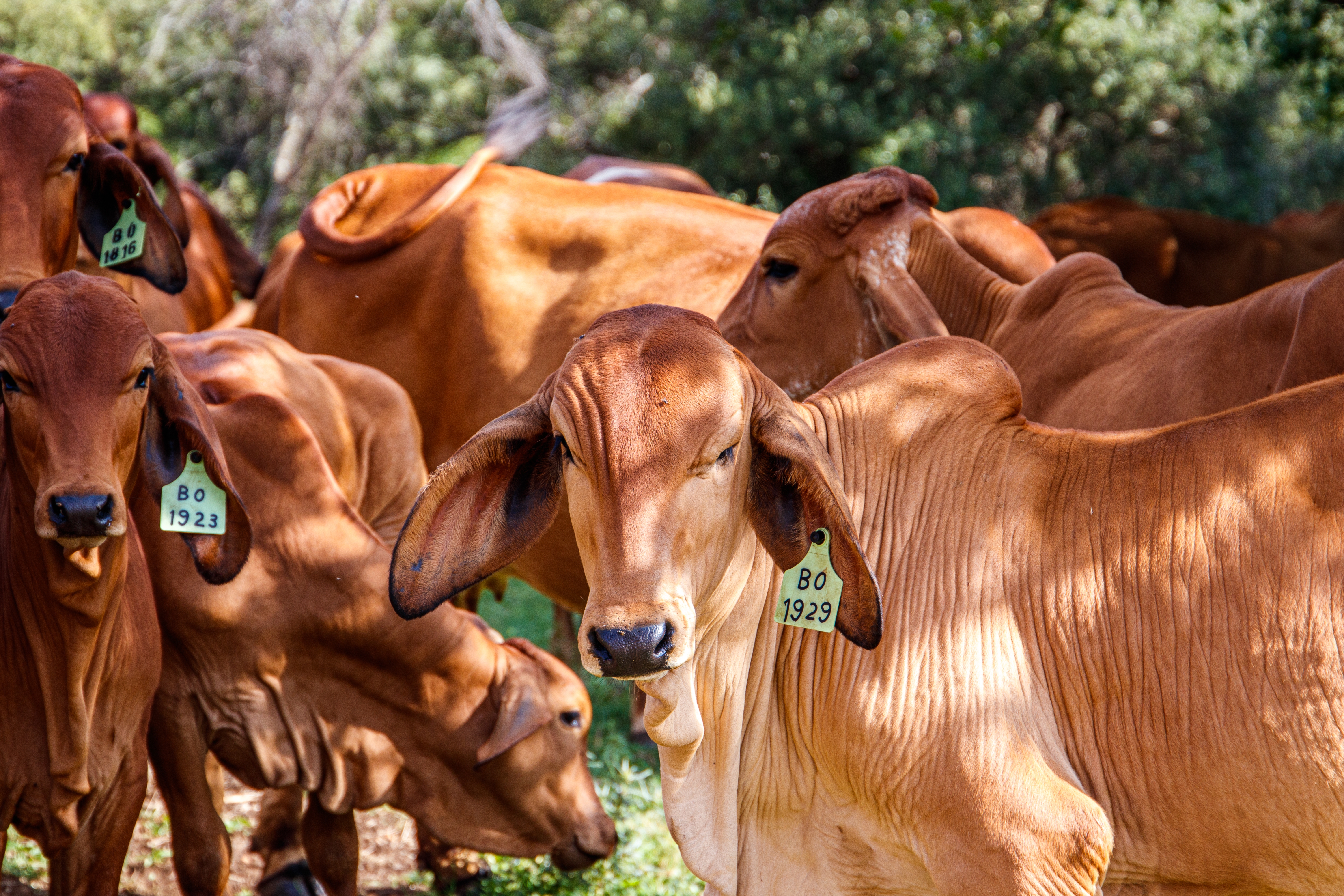 Namibia Partially Lifts FMD Restrictions After Tracing and Testing Livestock